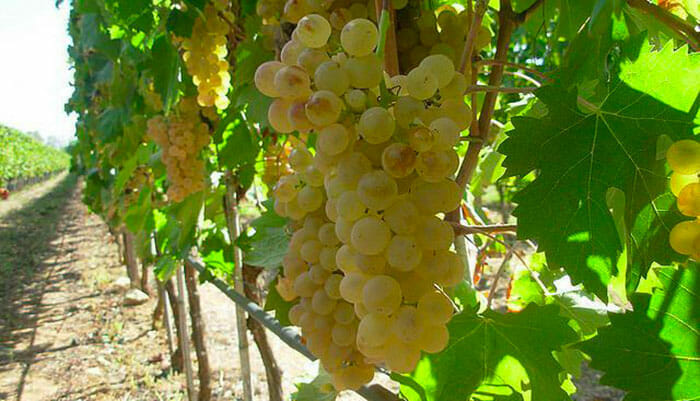Vermentino di Gallura, la nuova frontiera firmata Vigne Cappato